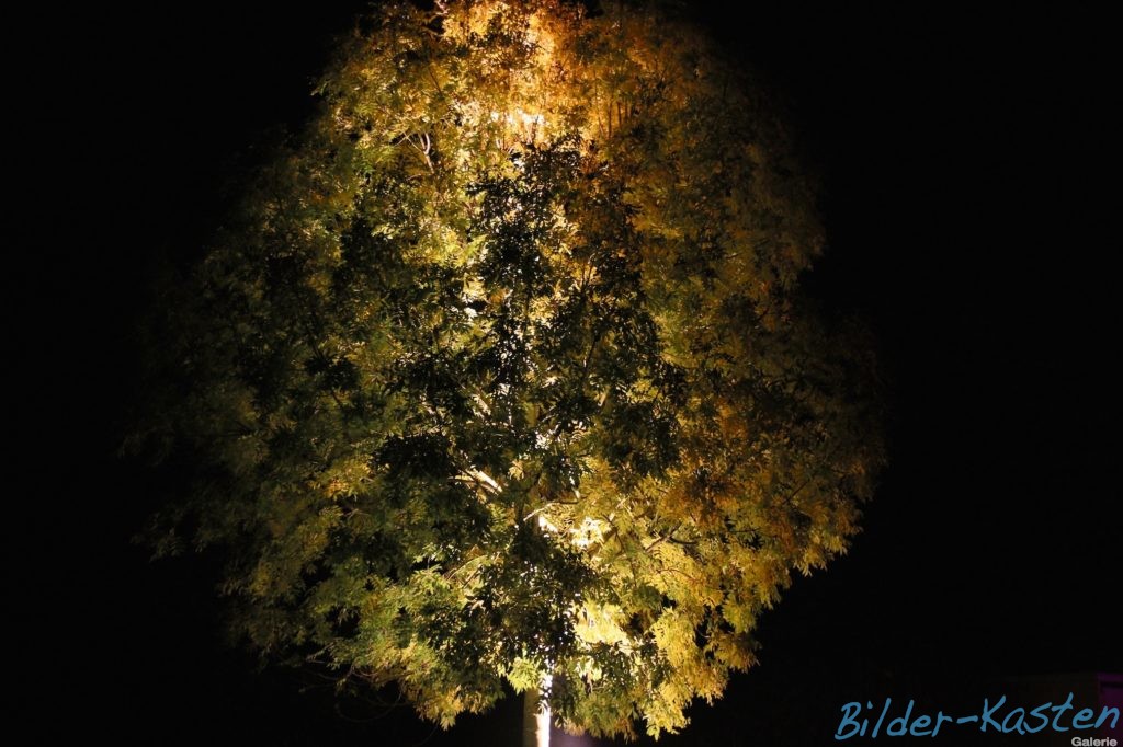 Herbstlichter im Park